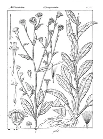 Рослина erigeron wightii