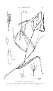 Рослина eriochloa decumbens