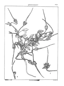 Рослина erodium chumbulense