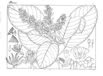 Рослина erythracanthus obtusus