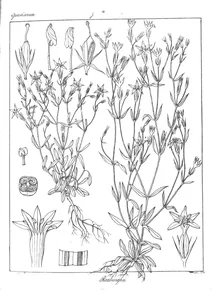 Рослина erythraea roxburghii