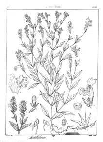Рослина rostellularia gracilis