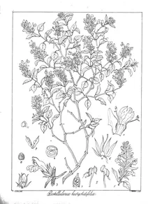 Рослина rostellularia hedyotidifolia
