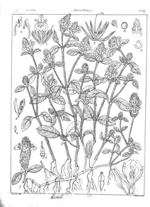 Рослина rostellularia procumbens