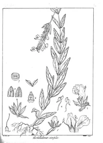 Рослина rostellularia simplex