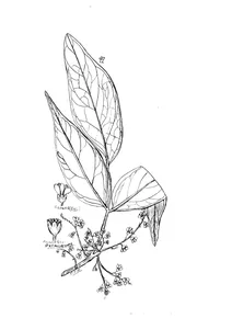 Рослина rourea brachyandra