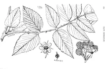 Рослина rubus muelleri