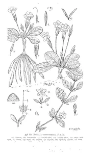 Рослина ruellia corynotheca i ruellia acaulis