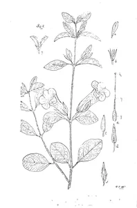 Рослина ruellia primulacea