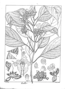 Рослина ruellia punctata