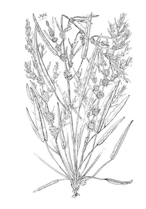 Рослина rumex halophilus