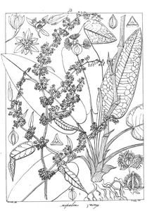 Рослина rumex nepalensis