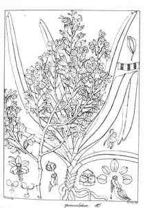Рослина saccolabium paniculatum