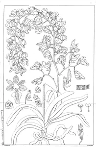 Рослина saccolabium spiciosum
