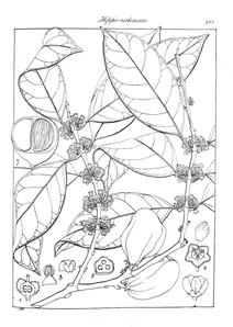Рослина salacia macrosperma