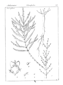 Рослина salicornia brachiata