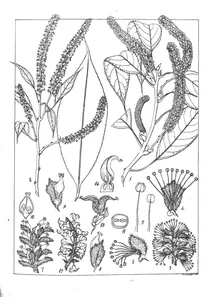 Рослина salix tetrasperma