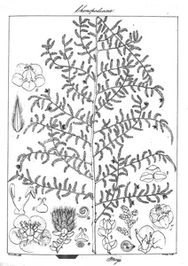 Рослина salsola spinoscens