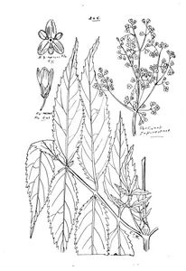 Рослина sambucus gaudichaudiana