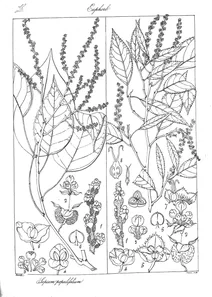 Рослина sapium populifolium i sapium indicum