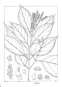Рослина sarcandra cloranthoides