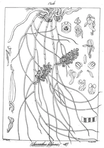 Рослина sarcanthus filiformis