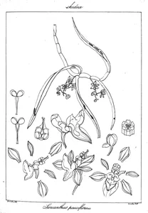 Рослина sarcanthus pauciflorus