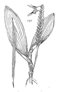 Рослина sarcochilus platystachys