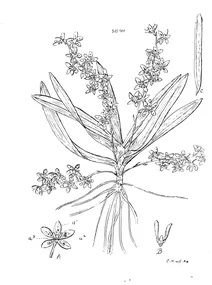 Рослина sarcochilus weinthalii