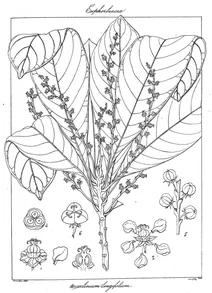 Рослина sarcoclinium longifolium