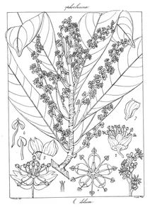 Рослина sarcoclinium longifolium wight