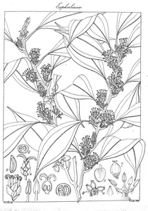 Рослина sarcococca trinervia
