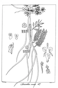Рослина sarconthus roscus