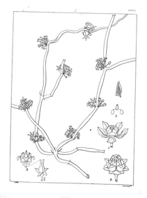 Рослина sarcostemma brunonianum