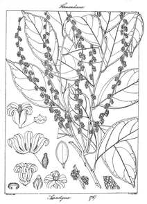 Рослина sarcostigma kleinii