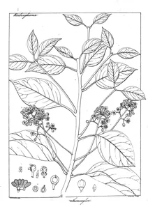 Рослина sassafras parthenoxylon