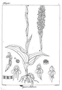 Рослина satyrium albiflorum