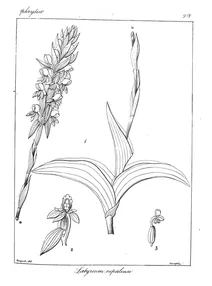 Рослина satyrium nepalense