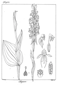 Рослина satyrium perrottetianum