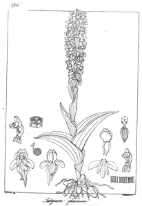 Рослина satyrium wightianum