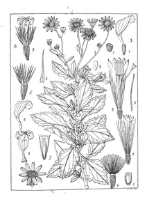 Рослини doronicum tomentosum і doronicum reticulatum