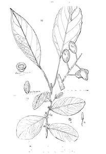 Рослини elaeocarpus eumundi і erythroxylum ellipticum