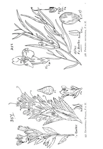 Рослини eremophila willsii і pholidia santalina
