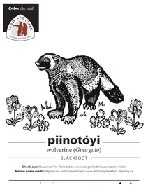 Росомаха (gulo gulo)