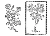Розен буттен, 1497-1500
