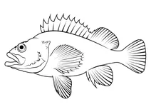 Рожева риба (sebastes norvegicus)