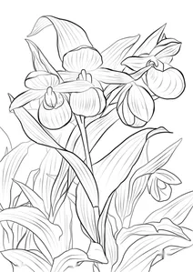 Рожево-білі орхідеї черевичок королеви (cypripedium reginae)