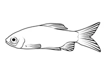 Рожевий барбус (pethia conchonius)