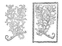 Розмарин, 1497-1500