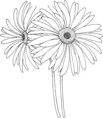 Rudbeckia hirta